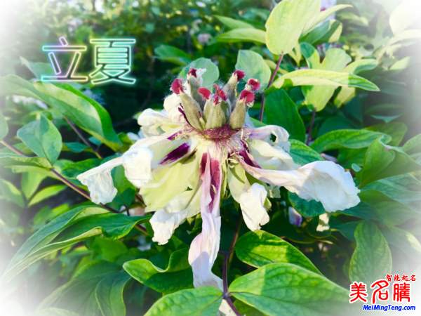 萬物生長的立夏節(jié)氣名字由來、夏季出生的寶寶起名參考